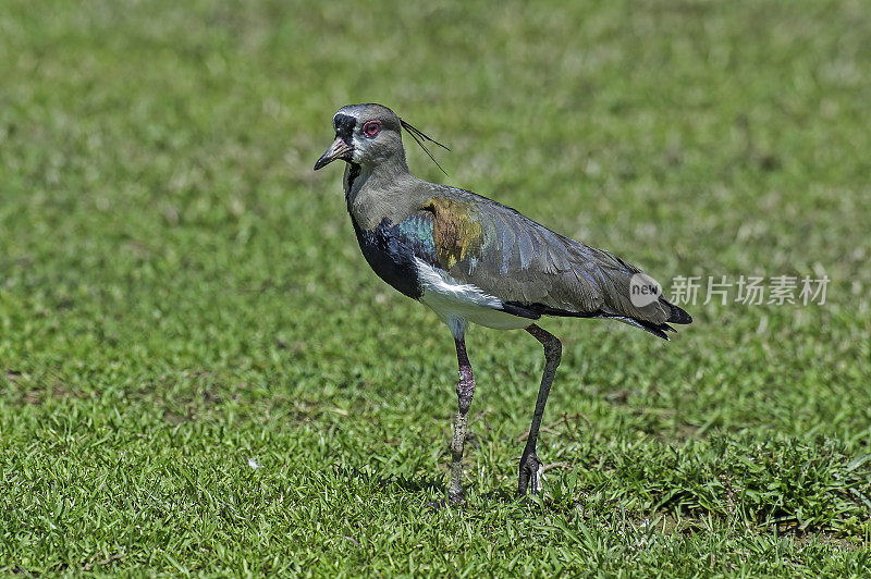 南田凫(Vanellus chilensis)是鸻形目的一种涉禽。发现于巴西的潘塔纳尔。